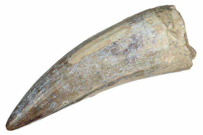 Dinosaur-Eating Crocodile (Sarcosuchus) Tooth - Niger #241068